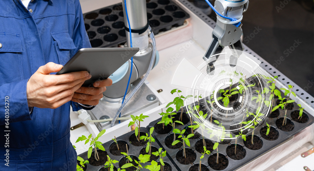 Fototapete a robot in a greenhouse evaluates the quality of tomato seedlings using a sensor. smart farming conc
