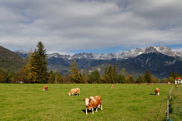 Fototapeta na wymiar Pasture with cows under Austrian Alps nearby Bischofshofen