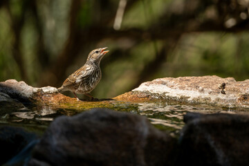 a bird on a rock