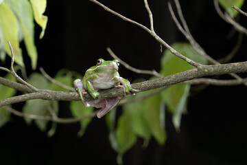 Green Tree Frog on a Branch with Dark Background