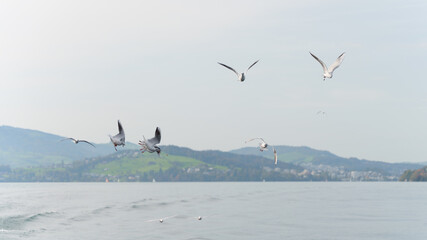 seagulls in flight for food