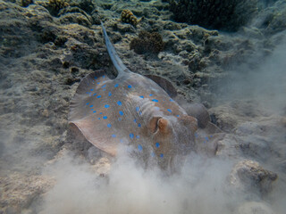 A stingray looking for food at the bottom of a coral reef in the Red Sea