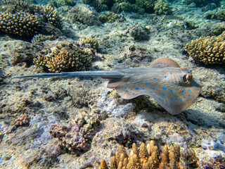 A stingray looking for food at the bottom of a coral reef in the Red Sea