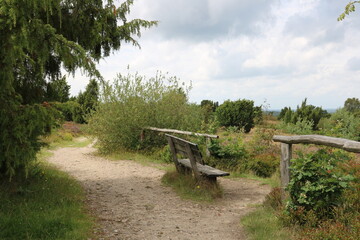 Fototapeta premium Bank auf dem Wilseder Berg in der Lüneburger Heide am Weg in der Natur