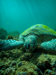 Obraz premium Sea turtle feeding on the reef
