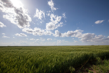 Cumulus Clouds in Texas