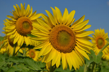 Яркий. Жёлтый. Подсолнух
Bright. Yellow. Sunflower