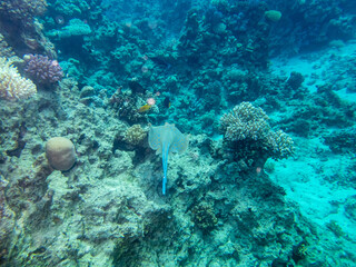 A stingray looking for food at the bottom of a coral reef in the Red Sea