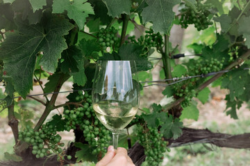 Glass of white wine with vineyards background