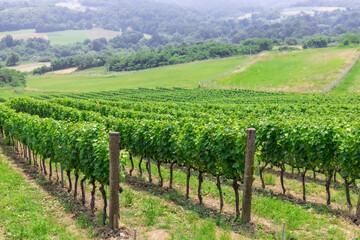 Fototapeta na wymiar Beautiful view of vineyard. Fresh green rows of vine in the countryside