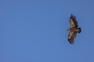 Griffon vulture in Canyon of Verdon River (Verdon Gorge) in Provence, France