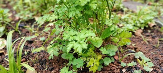 spices in the garden
