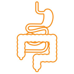 Minimalistic scheme of the digestive system. Medical, vector illustration
