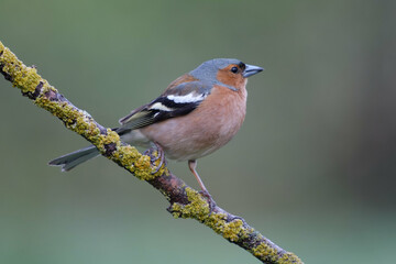 Fototapeta premium Male Common Chaffinch (Fringilla coelebs)