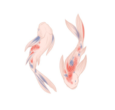 Pink koi carp Japanese fish hand drawn illustration with colored pencils isolated on white background Zen art