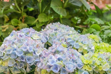 Delicate hydrangea flowers. Many colors