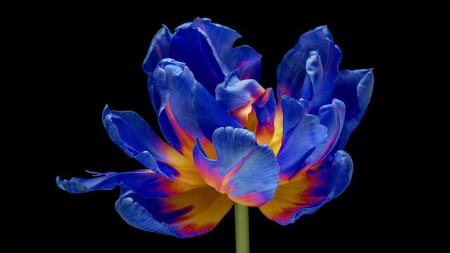 Amazing blue tulip flower blooming on black background. Easter, spring, valentine's day, holidays concept