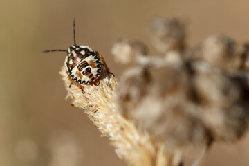 Pentatomidae Carpocoris Kolenati vista desde atras sobre espiga de planta seca en la Sierra de...
