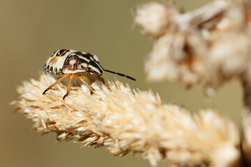 Pentatomidae Carpocoris Kolenati tomando el sol sobre espiga de planta seca en la Sierra de Mariola, Bocairent, España