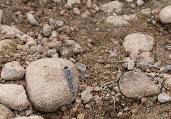 blue gray draganfly on stone