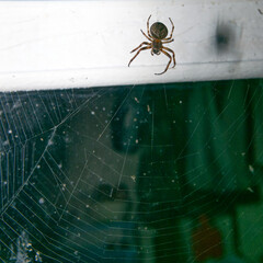 A large spider on the background of a spider web. Close