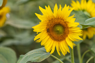 Beautiful yellow sunflower flower - Heliantheae in spring field. Flower detail.