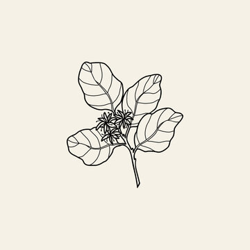 Hand drawn boldo plant illustration