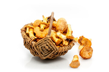 Frische Pfifferlinge