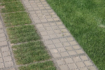 stone path with green grass in the park, garden landscaping, close-up photo.