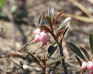 Arctostaphylos uva-ursi (Bearberry) Native North American Prairie Wildflower