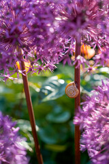 Snail on a holland leek, garden flower in summer.