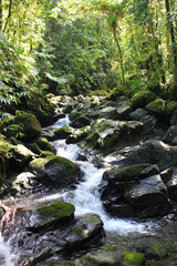 waterfall in the forest