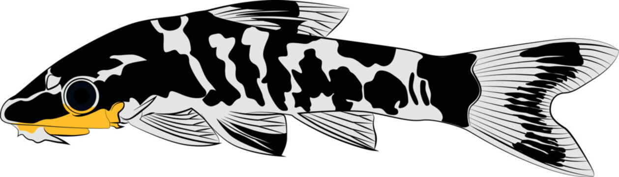 zebra oto, tiger oto tropical freshwater catfish. Otocinclus cocama freshwater ornamental fish graphic illustrations aquarium catfish