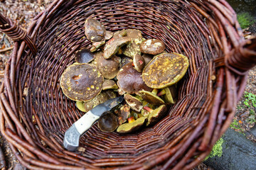 Traditional mushroom picking in forests of Czech Republic