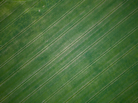 Drone photo of a young green wheat field divided by a road. Aerial view of a farmer's field. Abstract patterns and straight lines on agricultural land.