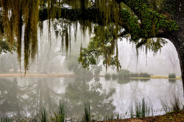 Live oak tree with moss and pond in background. - obrazy, fototapety, plakaty
