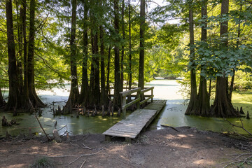 Louisiana swamp scene with lush foliage.