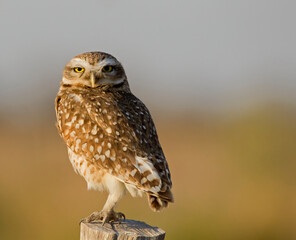 Mirando a la camara en un atardecer de invierno