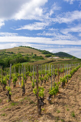 Fototapeta na wymiar Grand cru vineyard, Tain l'Hermitage, Rhone-Alpes, France