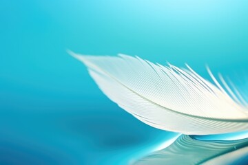 Feather and gentle blue water