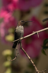 Anna's Hummingbird Perched on a Branch in the Garden Tongue Out
