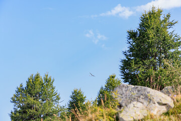 A scenics view of a glider in the mountainwith pine tree under a majestic blue sky and some white clouds