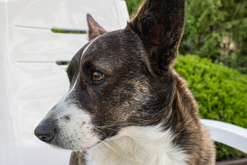 Dog. Welsh corgi Pembroke. Cute purebred dog. Dog walking. Animal themes