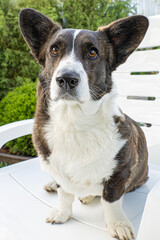 Dog. Welsh corgi Pembroke. Cute purebred dog. Dog walking. Animal themes