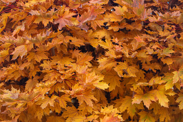 Maple leaves. Autumn time. Nature is a landscape