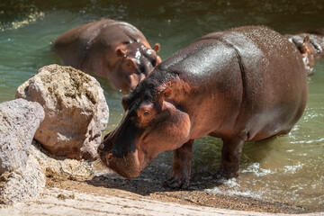 A large hippos are coming out from the pond on a sunny summer day. Fuerteventura, Canary Islands.