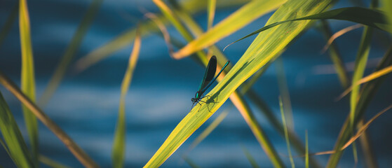 a dragonfly flew in and sat on a reed