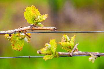 detail of spring vine, Southern Moravia, Czech Republic