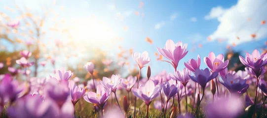 Foto op Aluminium Natural autumn background with delicate lilac crocus flowers on blue sky banner © colnihko