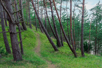 Walking path through a pine forest.